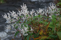 Koenigia polystachya