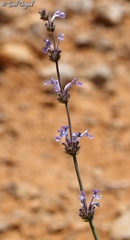 Nepeta glomerata
