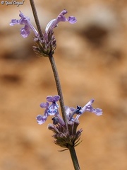 Nepeta glomerata