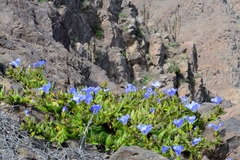 Nolana elegans