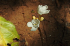 Didymoplexis pallens