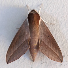 Theretra alecto