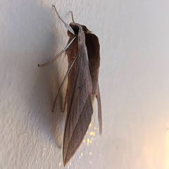 Theretra alecto