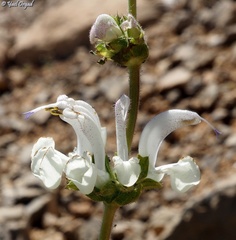 Salvia microstegia