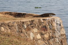 Varanus niloticus