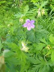 Geranium pratense