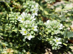 Telephium imperati