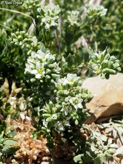 Telephium imperati