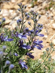 Teucrium orientale