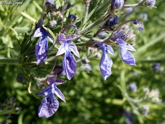Teucrium orientale