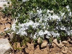 Veronica orientalis