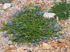 Veronica orientalis