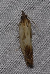 Eucosma radiatana