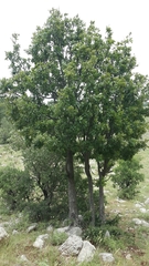 Quercus look