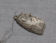 Acleris placidana