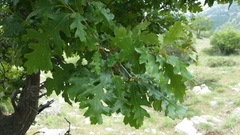 Quercus look