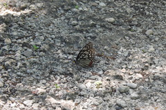 Hestina assimilis formosana