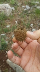 Quercus look