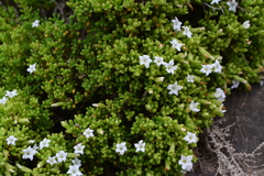 Nolana lachimbensis