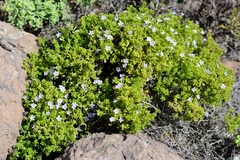 Nolana lachimbensis