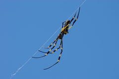 Trichonephila senegalensis