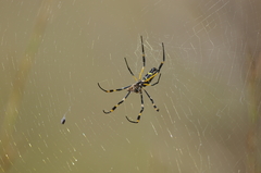 Trichonephila senegalensis