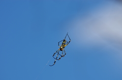 Trichonephila senegalensis