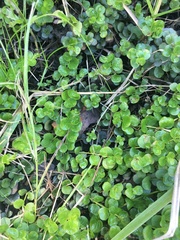 Lysimachia nummularia