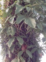 Araceae