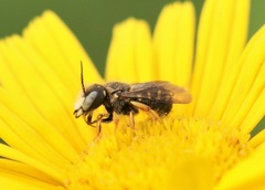 Pseudoanthidium nanum