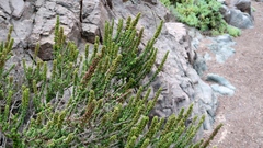 Ophryosporus triangularis