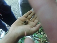 Phallichthys fairweatheri