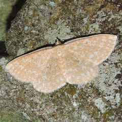 Synegia hadassa
