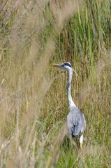 Ardea cinerea