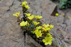 Oxalis bulbocastanum