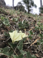Calystegia malacophylla