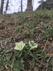 Calystegia malacophylla