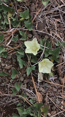 Calystegia malacophylla