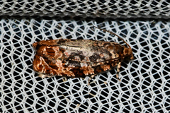 Phaecasiophora niveiguttana