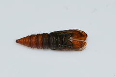 Phaecasiophora niveiguttana