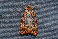 Phaecasiophora niveiguttana