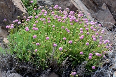 Polyachyrus fuscus