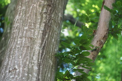 Carpinus tschonoskii