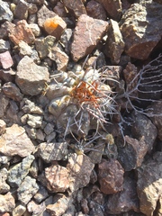 Copiapoa atacamensis