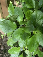Bergenia
