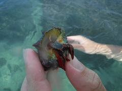 Calcinus californiensis