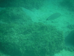 Haemulon maculicauda