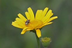 Pseudoanthidium nanum