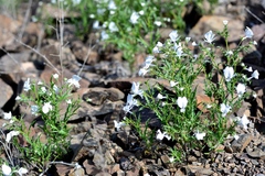 Schizanthus lacteus