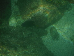 Stegastes flavilatus